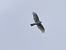 Sparviere (Accipiter nisus) © Massimo Angei