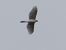 Épervier d'Europe (Accipiter nisus) © Massimo Angei