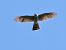 Sparviere (Accipiter nisus) © Massimo Angei