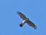 Sparviere (Accipiter nisus) © Massimo Angei