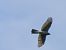 Sparviere (Accipiter nisus) © Massimo Angei