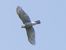 Sparviere (Accipiter nisus) © Massimo Angei