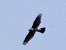 Sparviere (Accipiter nisus) © Massimo Angei