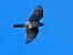 Sparviere (Accipiter nisus) © Massimo Angei