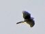Sparviere (Accipiter nisus) © Massimo Angei