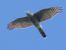 Sparviere (Accipiter nisus) © Massimo Angei