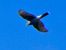 Sparviere (Accipiter nisus) © Massimo Angei