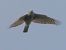 Sparviere (Accipiter nisus) © Massimo Angei