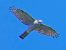 Sparviere (Accipiter nisus) © Massimo Angei