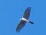 Sparviere (Accipiter nisus) © Massimo Angei