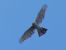 Sparviere (Accipiter nisus) © Massimo Angei