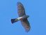 Sparviere (Accipiter nisus) © Massimo Angei