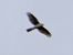 Sparviere (Accipiter nisus) © Massimo Angei