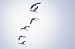 Gru (Grus grus) © Fabio Moretto