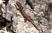 Lucertola muraiola (Podarcis muralis) © Monique & Rémi Taïb-Fonters