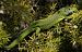 Ramarro orientale / occidentale (Lacerta viridis / bilineata) © Monique & Rémi Taïb-Fonters