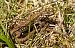 Lucertola muraiola (Podarcis muralis) © Monique & Rémi Taïb-Fonters