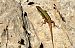 Lucertola muraiola (Podarcis muralis) © Monique & Rémi Taïb-Fonters