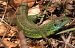Ramarro orientale / occidentale (Lacerta viridis / bilineata) © Monique & Rémi Taïb-Fonters