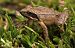 Rana appenninica (Rana italica) © Monique & Rémi Taïb-Fonters