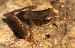 Rana appenninica (Rana italica) © Monique & Rémi Taïb-Fonters