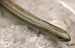 Luscengola comune (Chalcides chalcides) © Monique & Rémi Taïb-Fonters