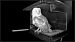 Schleiereule (Tyto alba) © Giuseppe Di Lieto