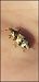 Coleoptera sp. © Giuseppe Di Lieto