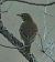 Tordo bottaccio (Turdus philomelos) © Vito Giovanni Santantonio