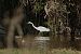 Airone bianco (Ardea alba) © Vito Giovanni Santantonio