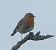 Pettirosso (Erithacus rubecula) © Vito Giovanni Santantonio