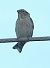 Passera lagia (Petronia petronia) © Vito Giovanni Santantonio