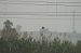 Airone rosso (Ardea purpurea) © Federico Fanesi