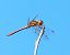 Sympetrum striolatum © Luciano Cavassa