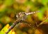 Sympetrum striolatum  - Luciano Cavassa