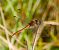 Sympetrum striolatum © Luciano Cavassa