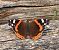 Vanessa atalanta © Luciano Cavassa
