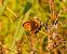 Lycaena phlaeas © Luciano Cavassa