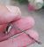 Chalcolestes viridis  - Elvire Laurens