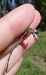 Lestes parvidens  - Elvire Laurens