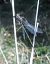 Lestes parvidens © Elvire Laurens