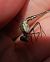 Chalcolestes viridis  - Elvire Laurens