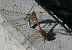 Sympetrum striolatum  - Fabio Angeli