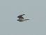 Falco indet. (Falco sp.) © Emanuele Crepet