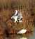 Ibis sacro (Threskiornis aethiopicus) © Francesco Scarton