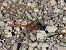 Sympetrum meridionale © Giorgio Leoni