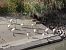 Ibis sacro (Threskiornis aethiopicus) © Giorgio Leoni