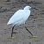 Garzetta (Egretta garzetta) © Angelo Pasqua