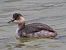 Svasso piccolo (Podiceps nigricollis) © Angelo Pasqua