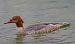 Smergo maggiore (Mergus merganser) © Angelo Pasqua